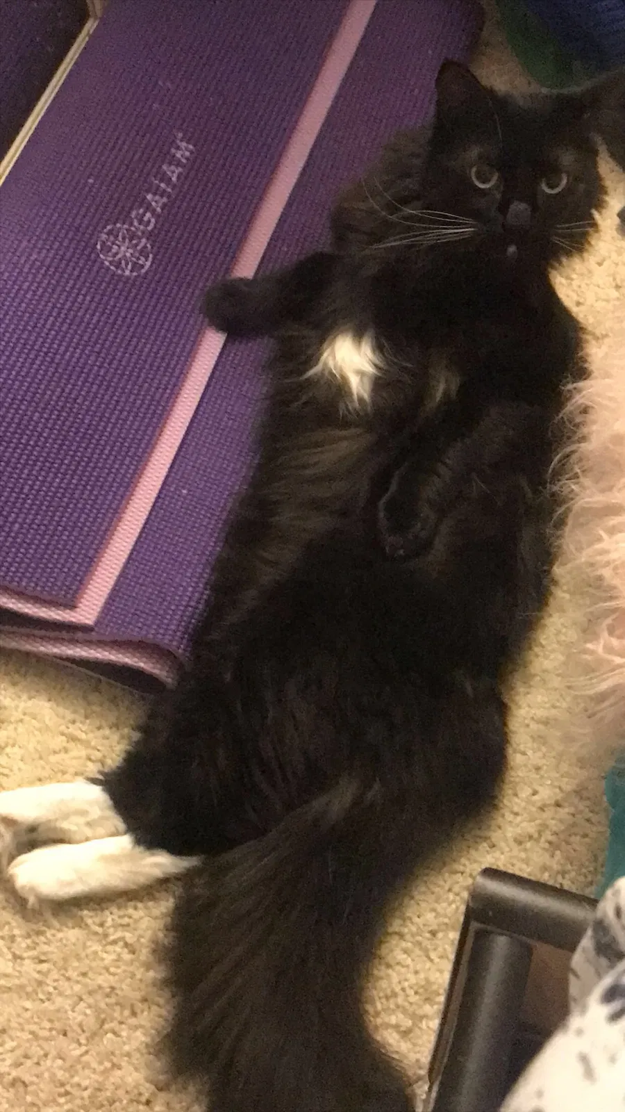 Lost cat in Huntington Beach, CA, 92647