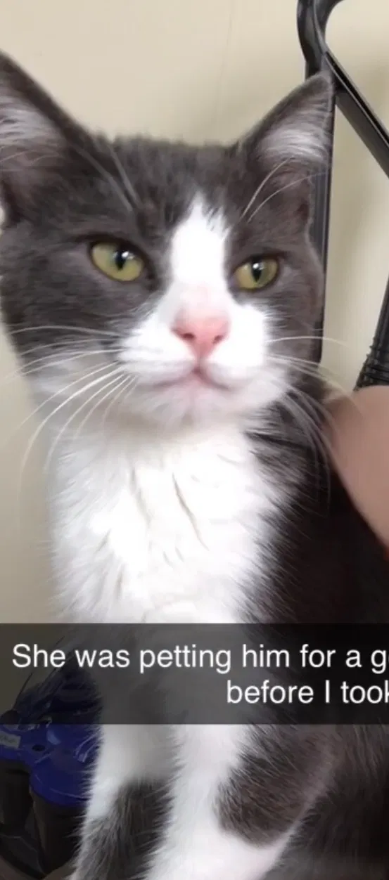 Lost cat in Millville, NJ, 8332