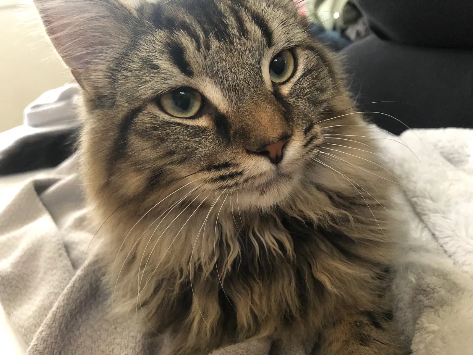 Lost cat in Troy, OH, 45373