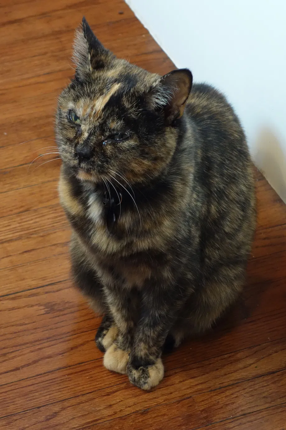 Lost cat in Columbus, OH, 43201