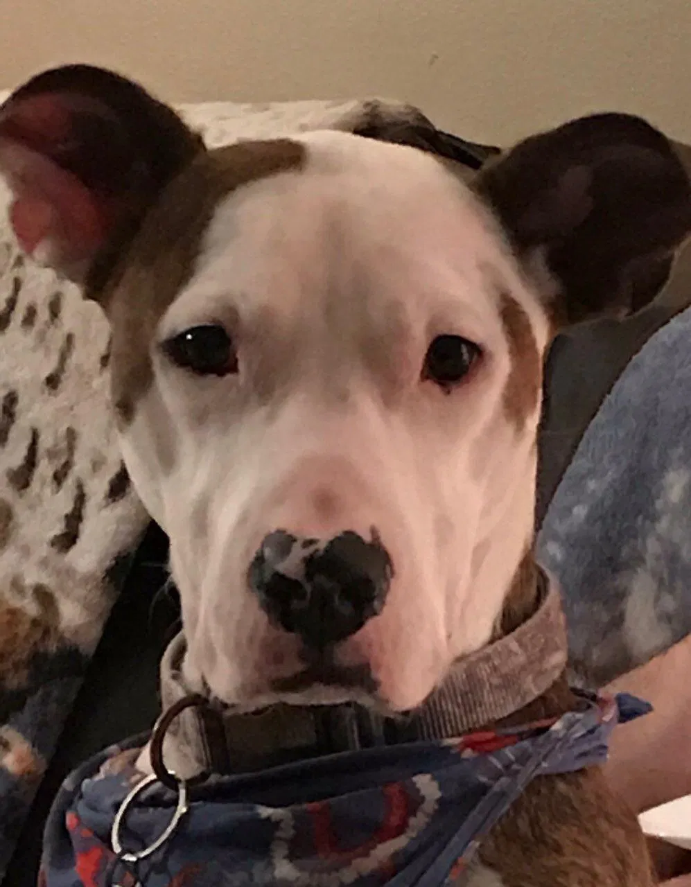 Lost dog in Canal Winchester, OH, 43110