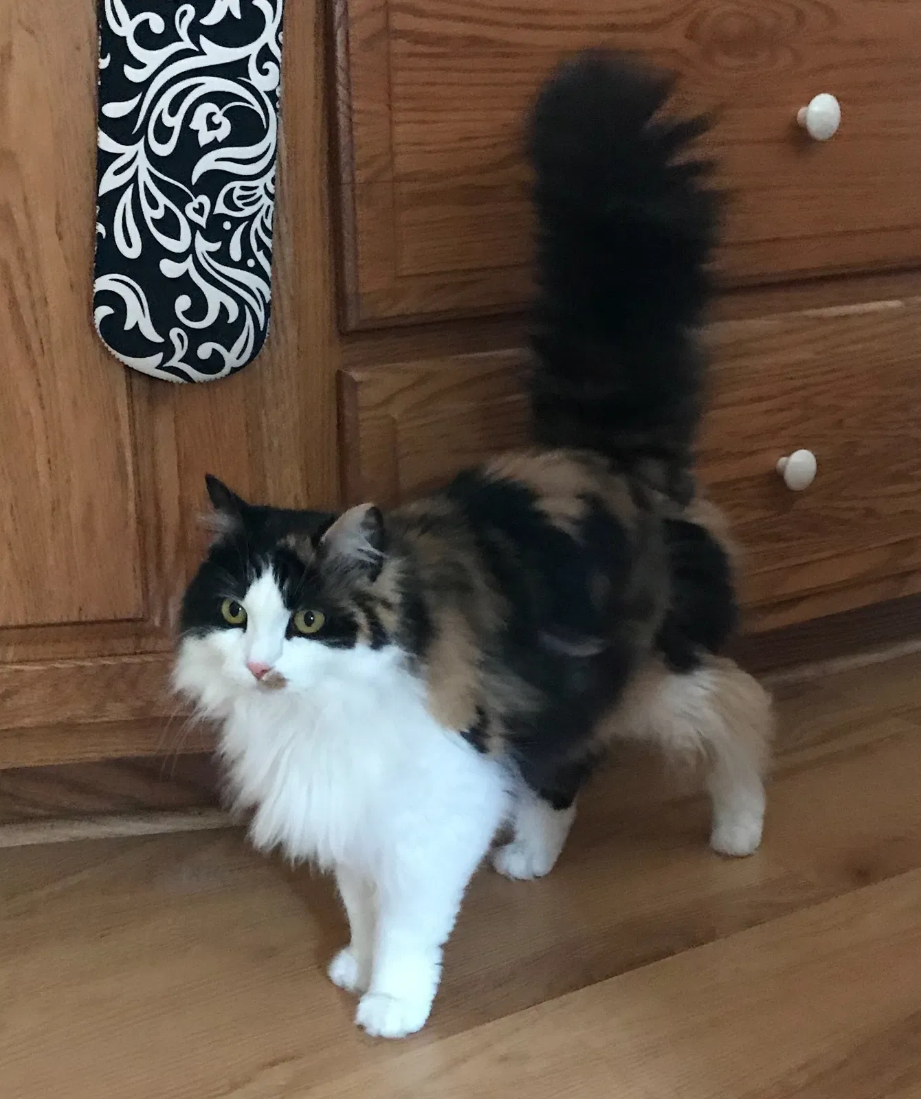 Lost cat in Carlisle, PA, 17013