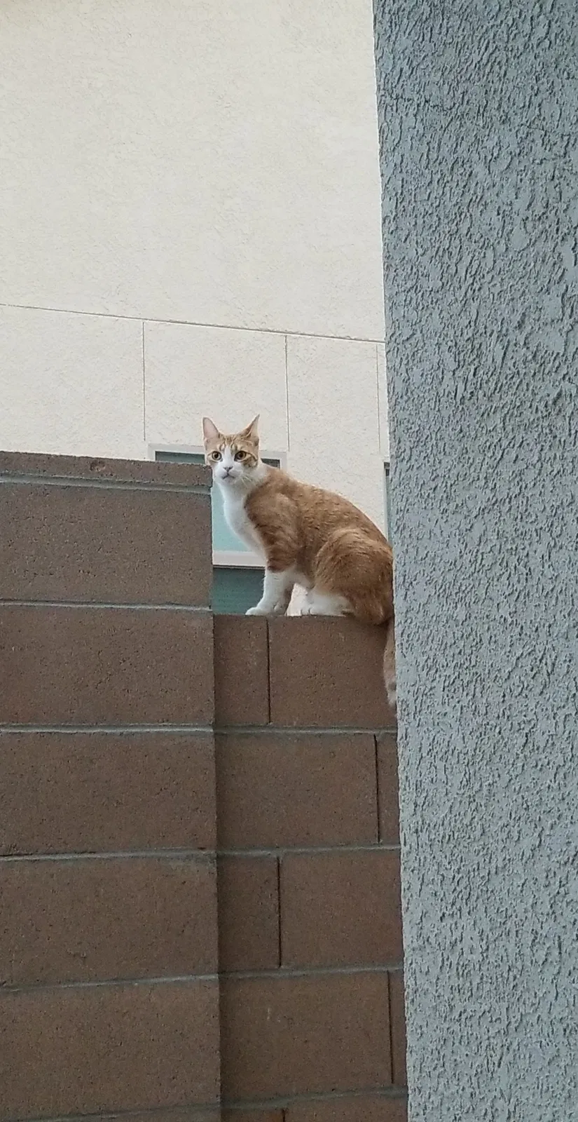 Lost cat in Sierra Vista, AZ, 85650