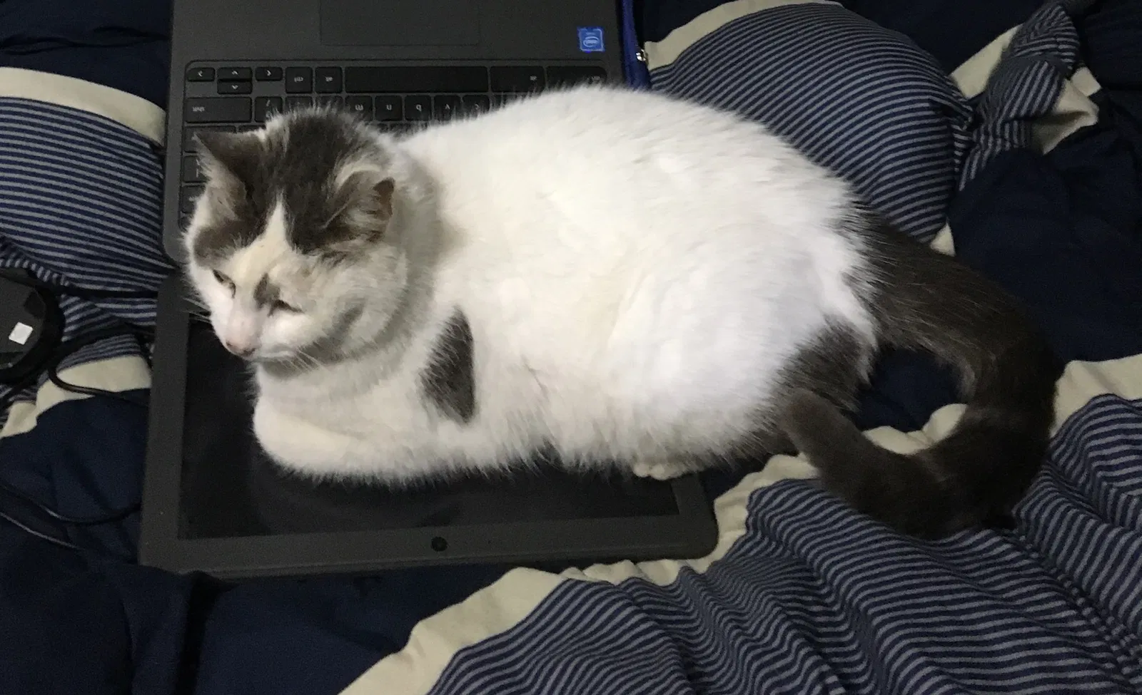 Lost cat in New Albany, OH, 43054