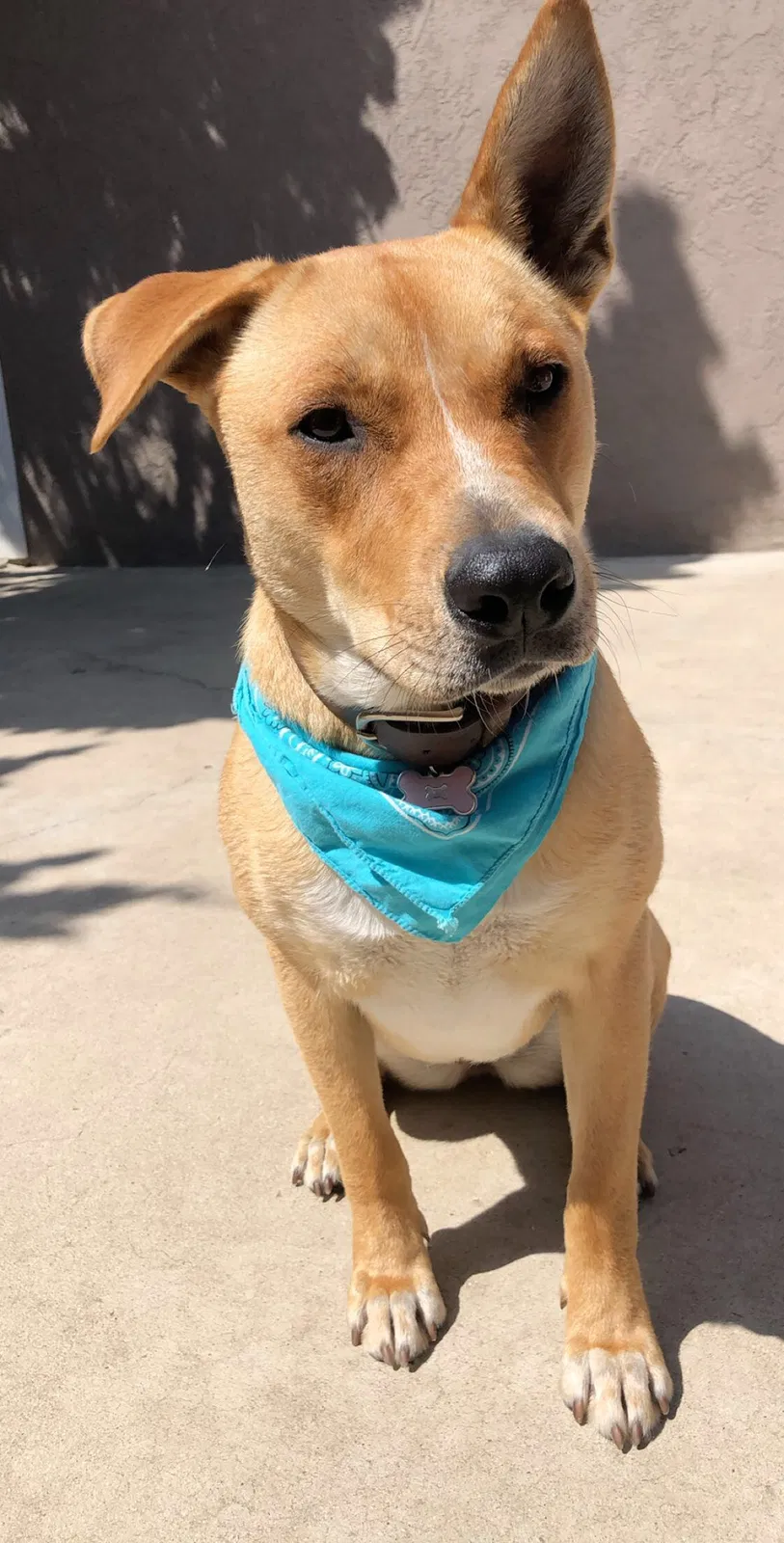 Lost dog in Corona, CA, 92879