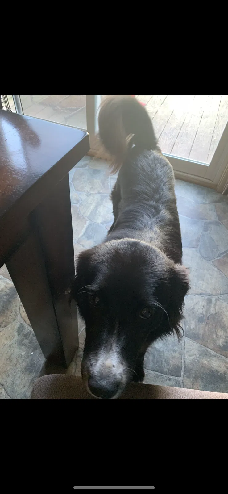 Lost dog in Birch Run, MI, 48415