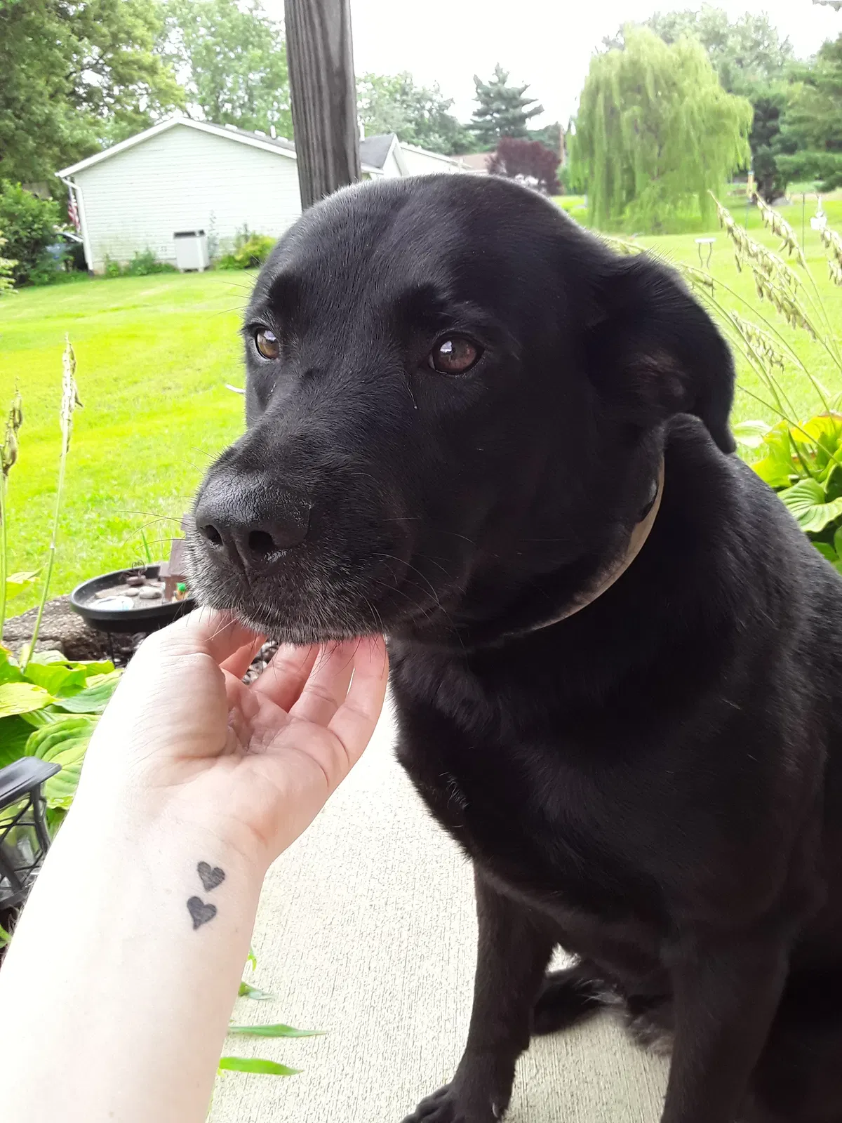 Lost dog in Lancaster, OH, 43130