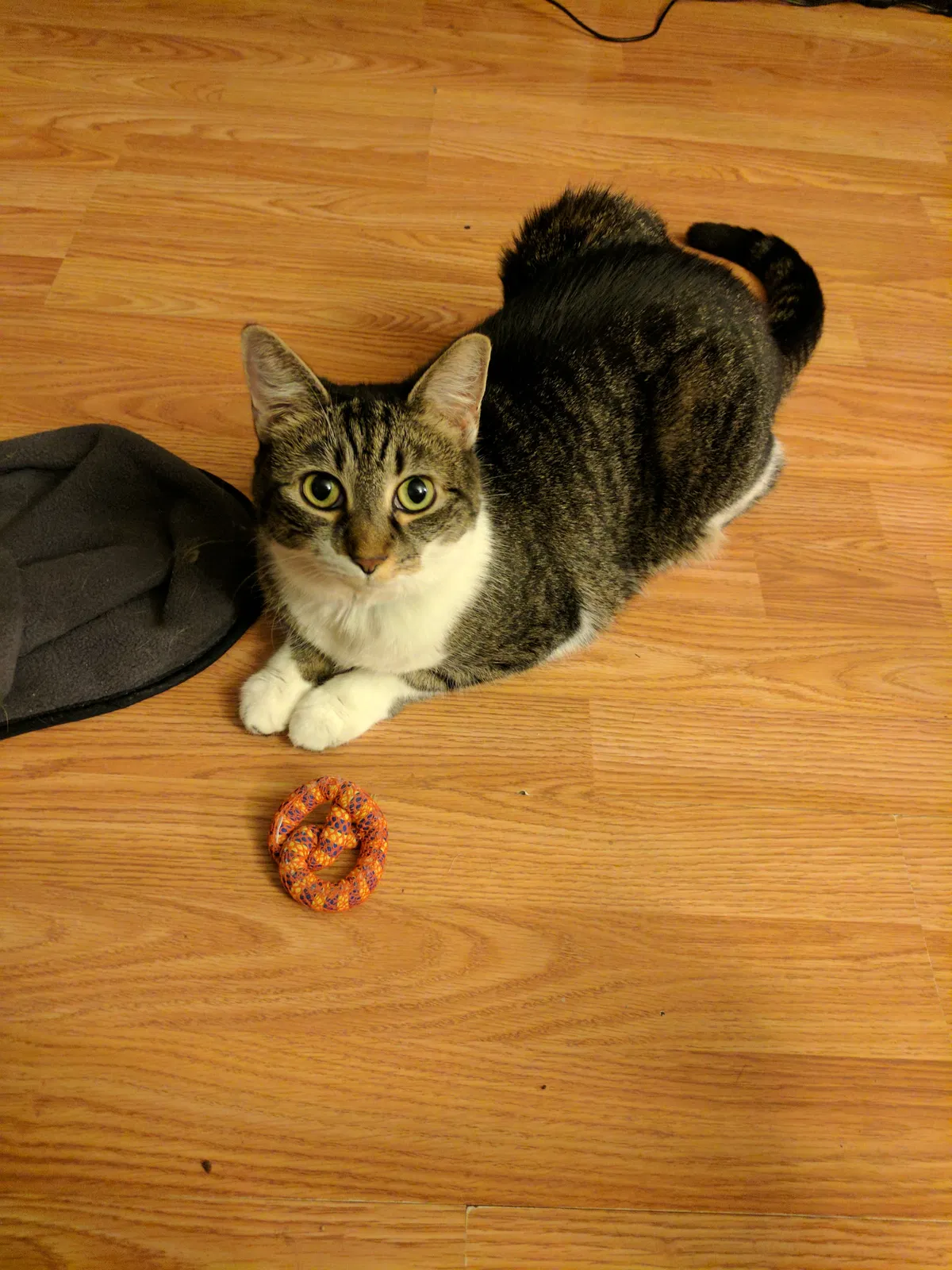 Lost cat in San Leandro, CA, 94577