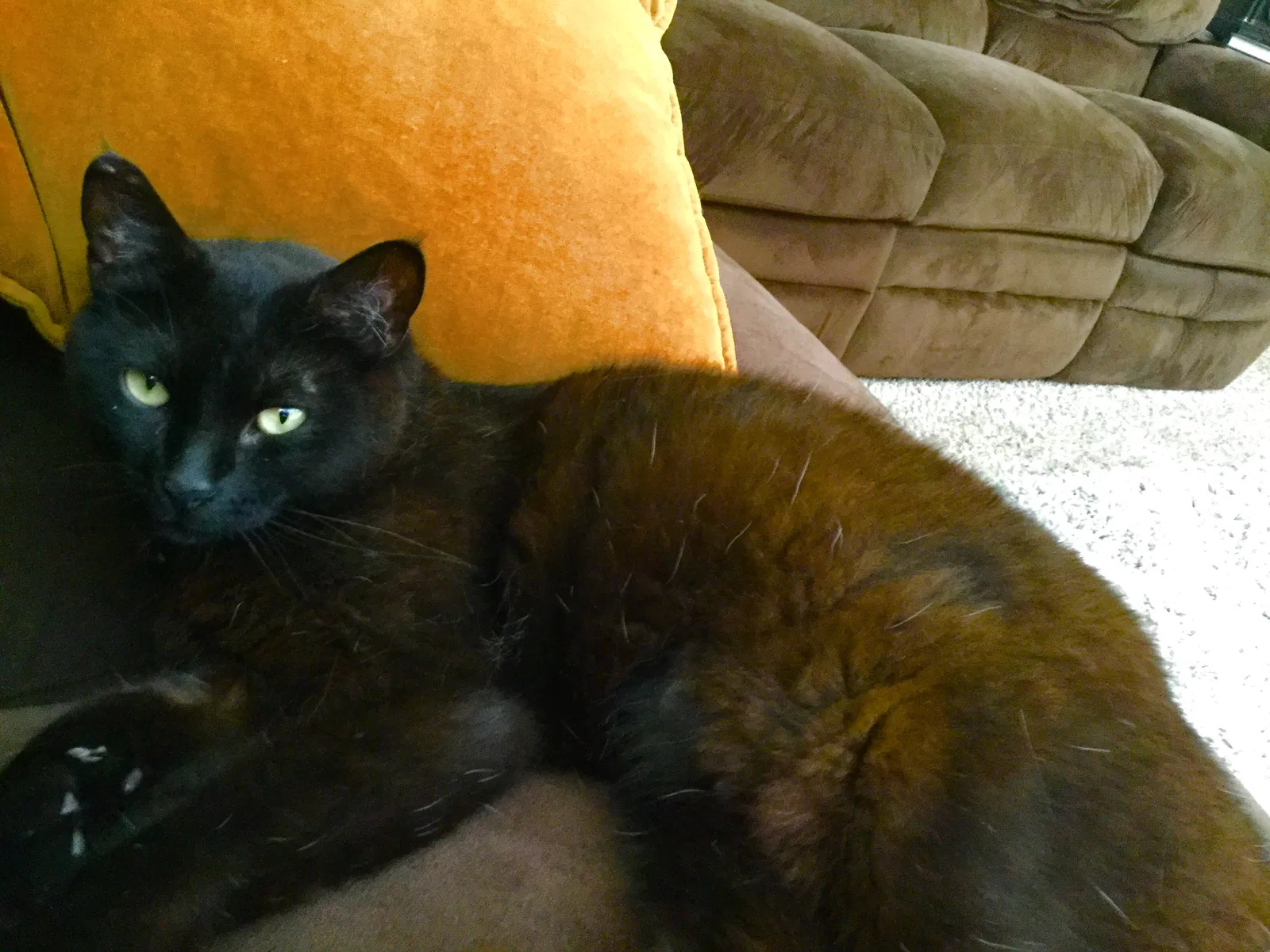 Lost cat in Roseville, CA, 95747