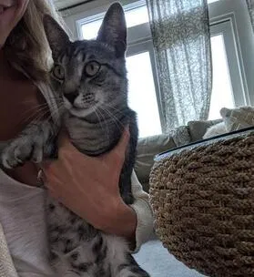 Lost cat in El Cajon, CA, 92020