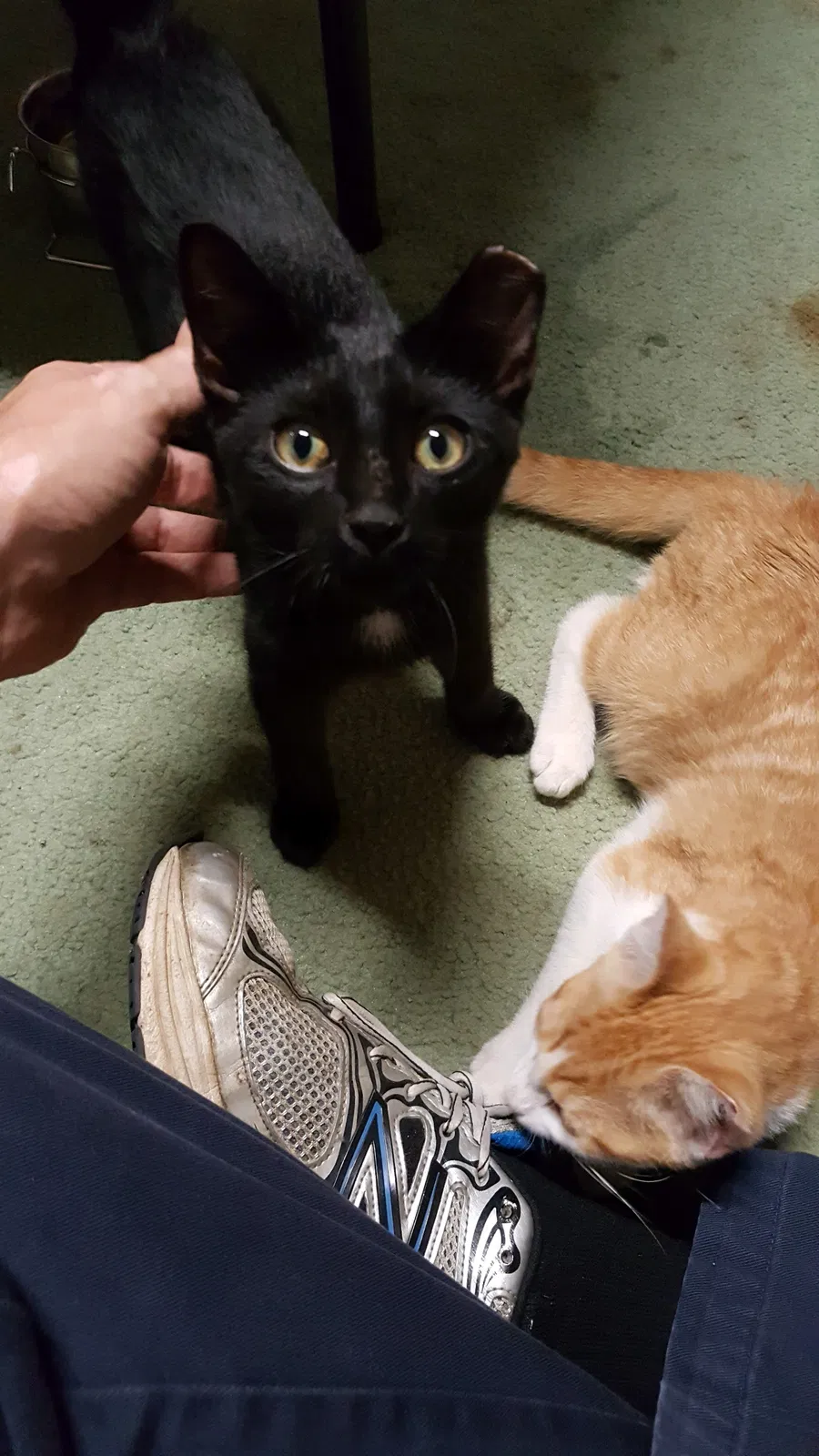 Lost cat in Henrico, VA, 23233