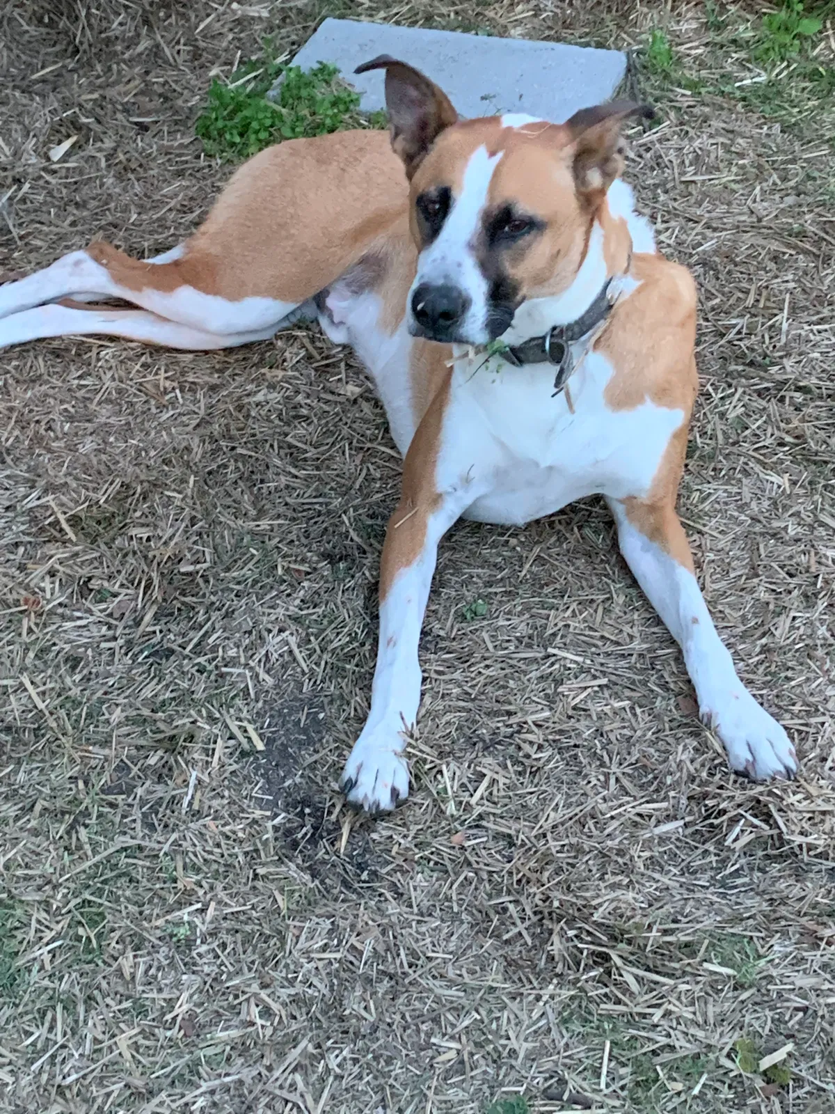 Lost dog in Crewe, VA, 23930