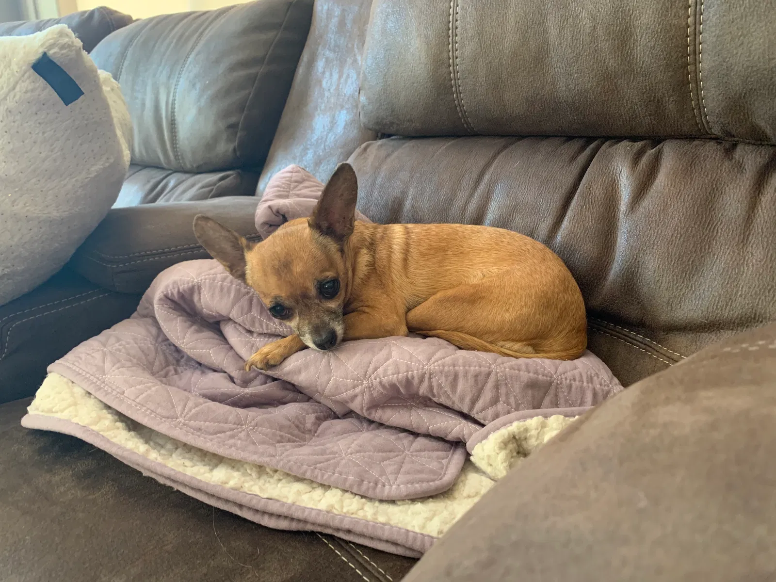 Lost dog in Surprise, AZ, 85379