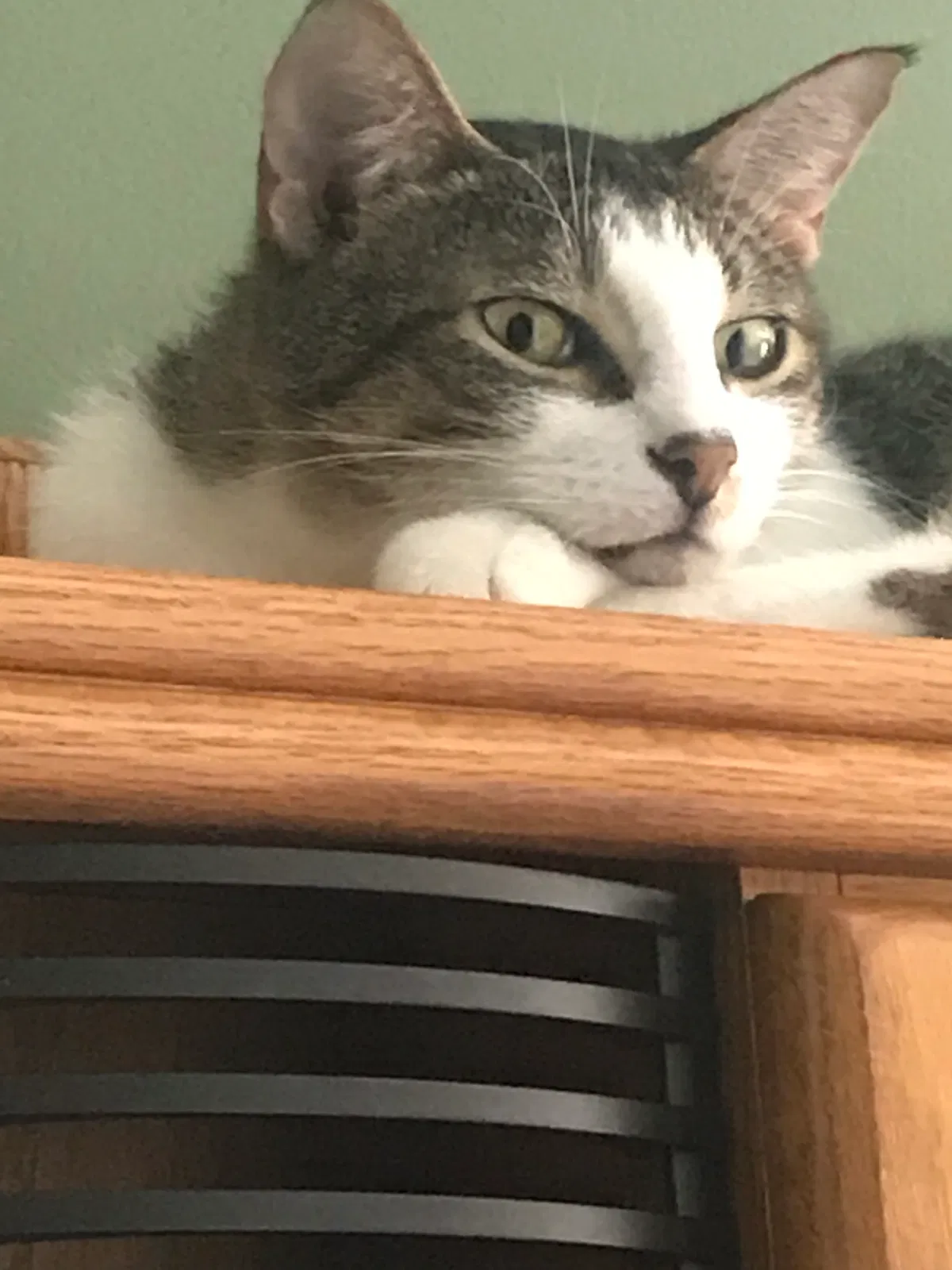 Lost cat in Louisville, KY, 40241