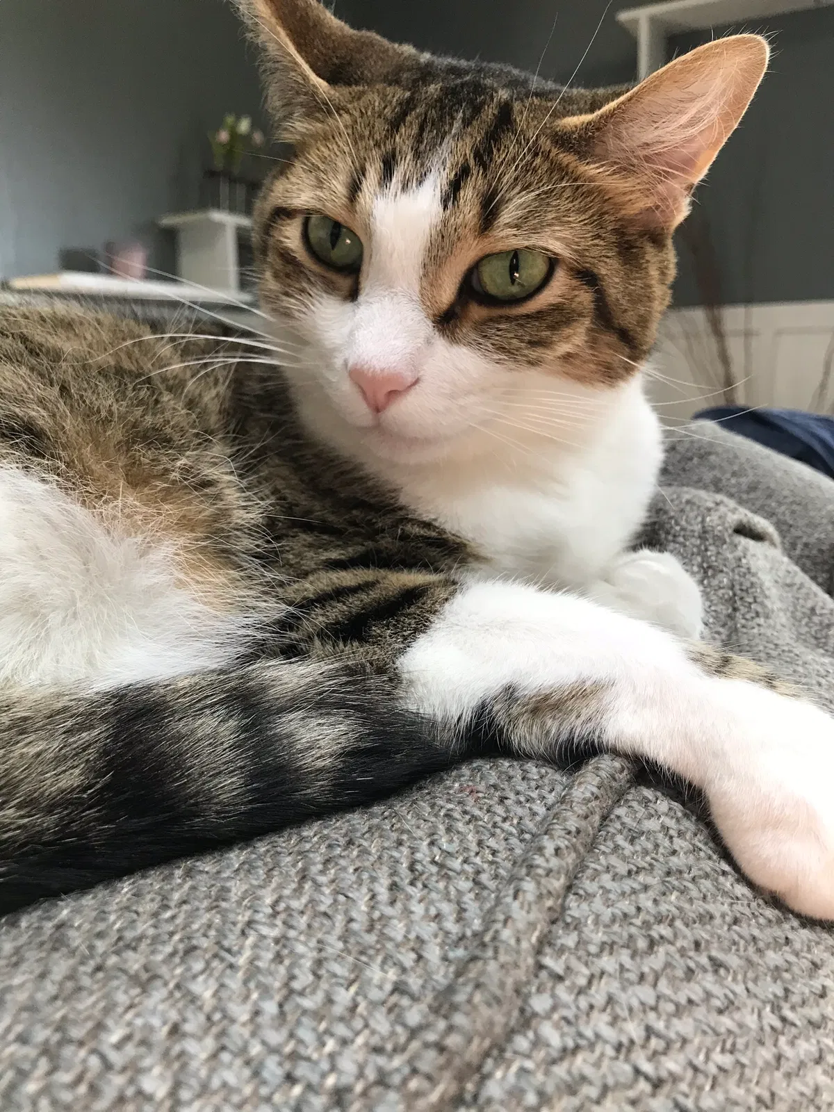 Lost cat in Kenosha, WI, 53144