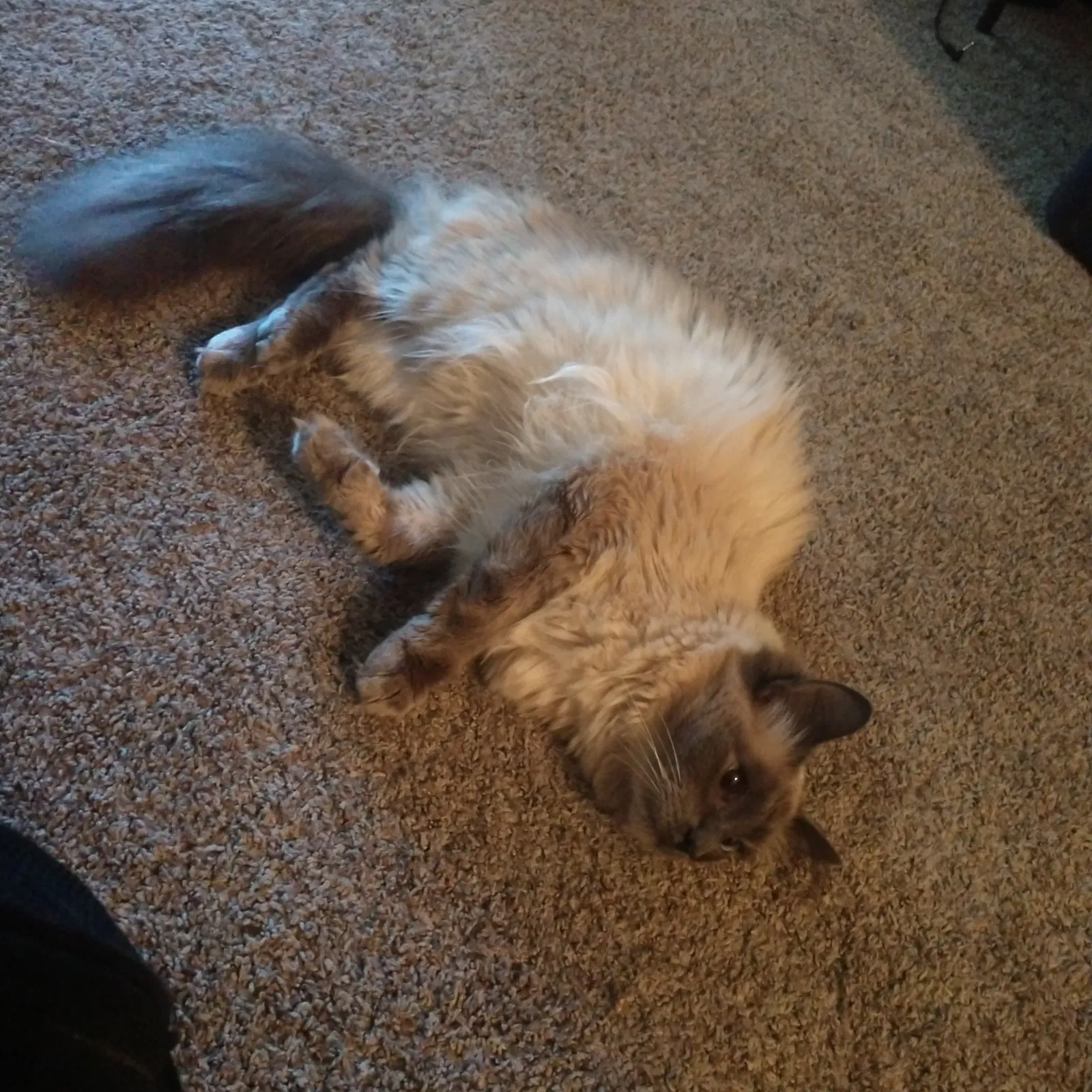 Lost cat in Madison, WI, 53711