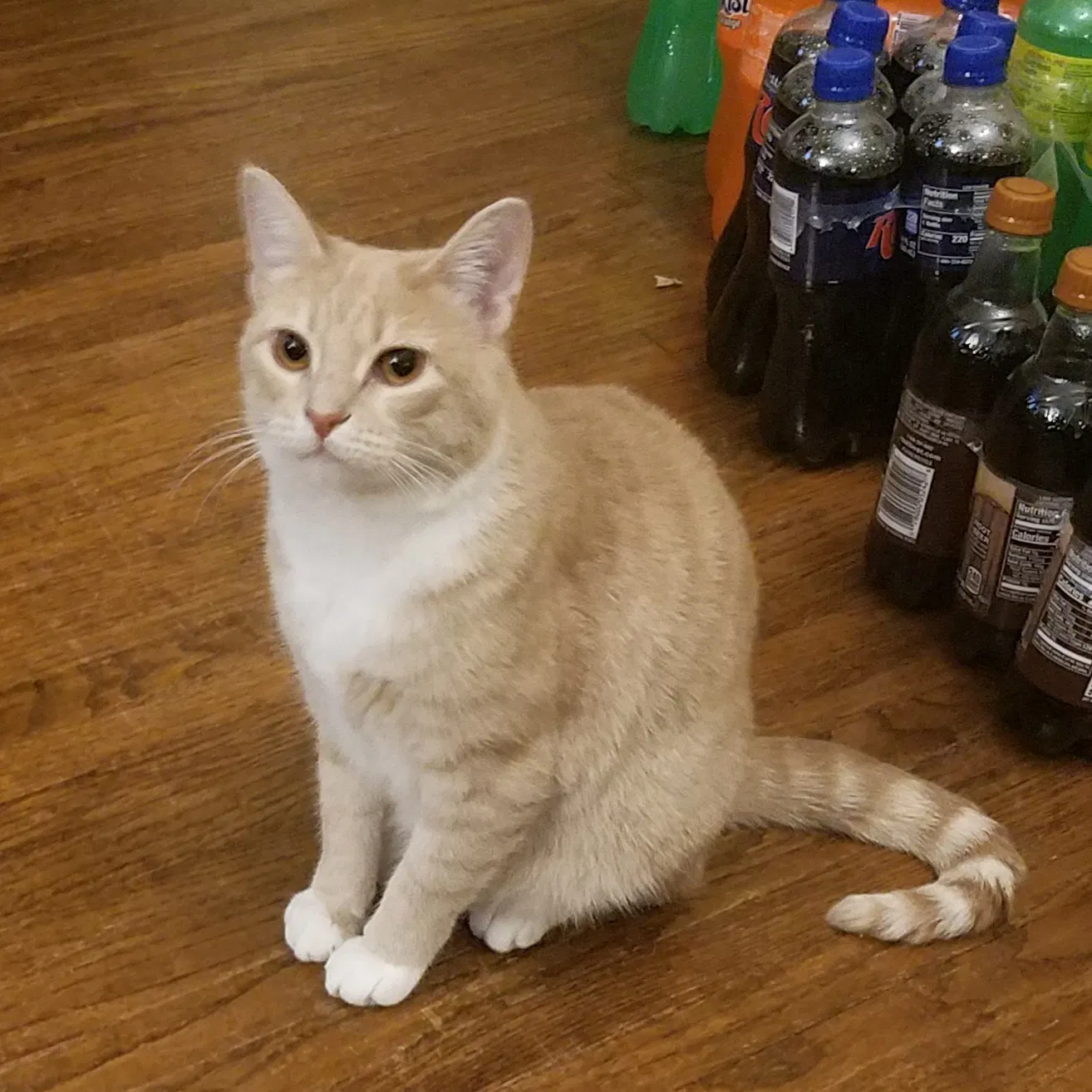 Lost cat in Aurora, IL, 60506