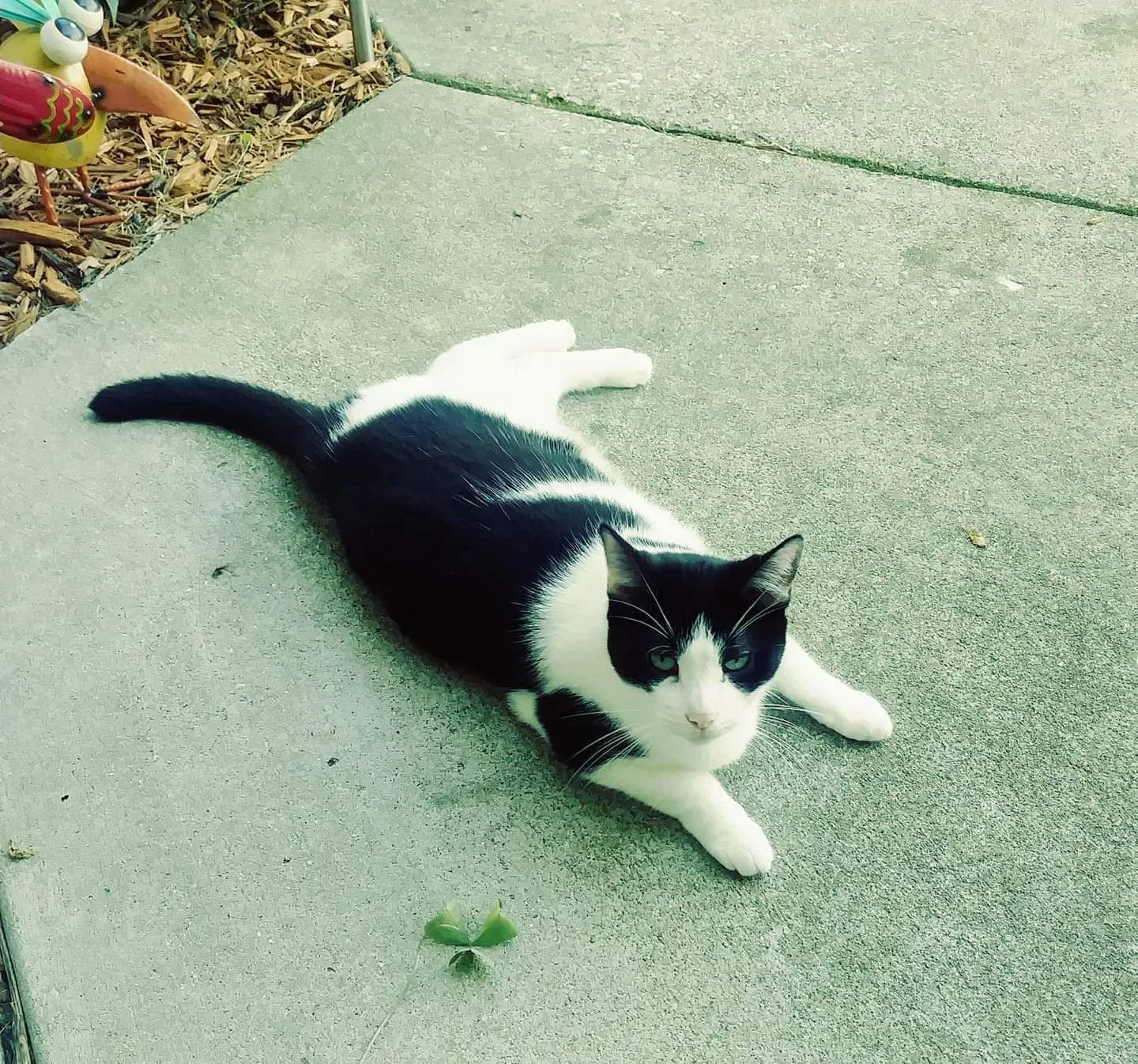 Lost cat in Roscoe, IL, 61073