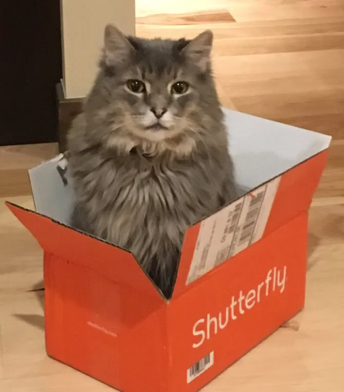 Lost cat in Littleton, CO, 80123
