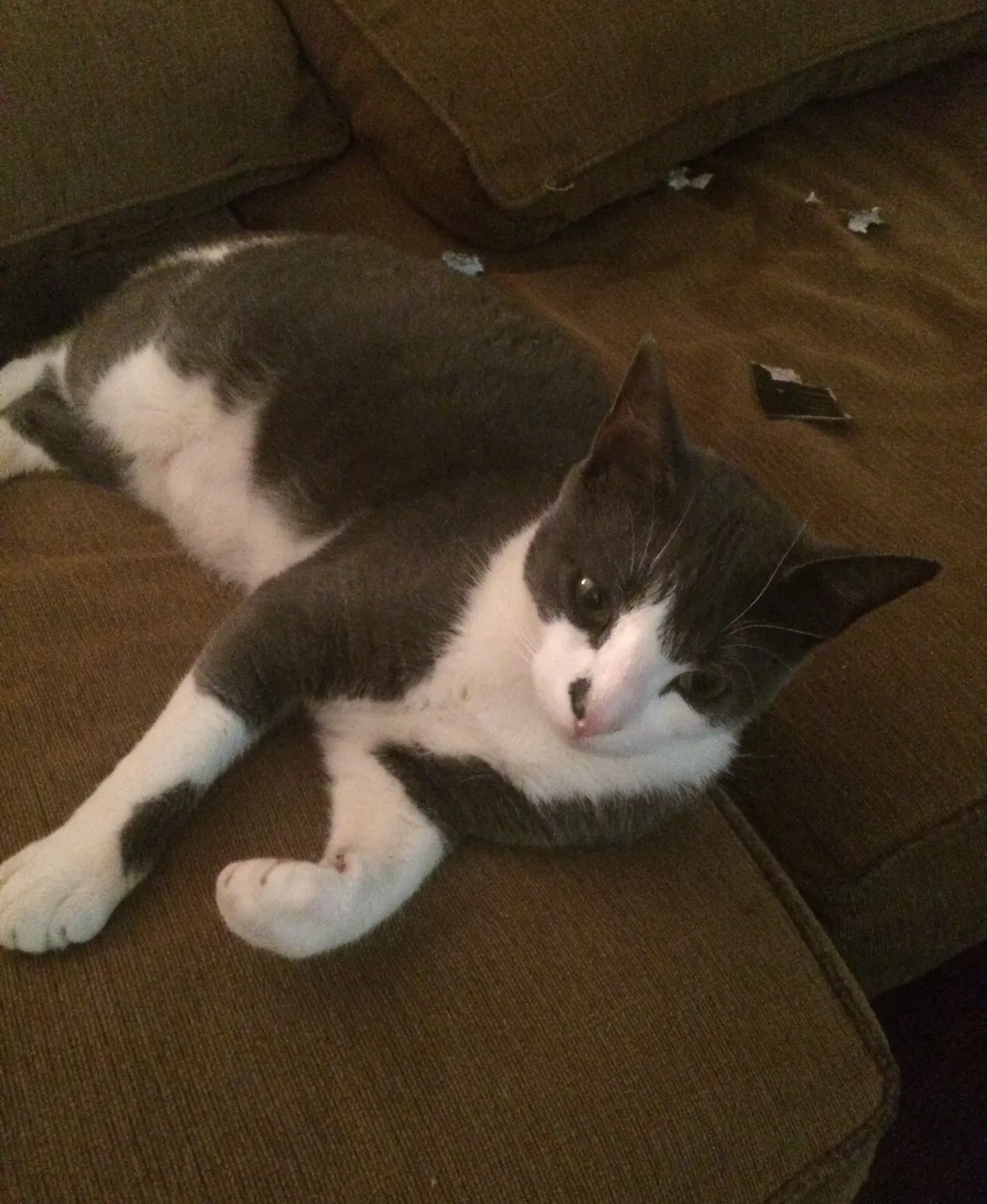 Lost cat in Cicero, NY, 13039