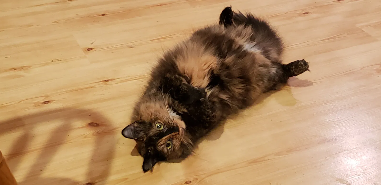 Lost cat in Olympia, WA, 98512