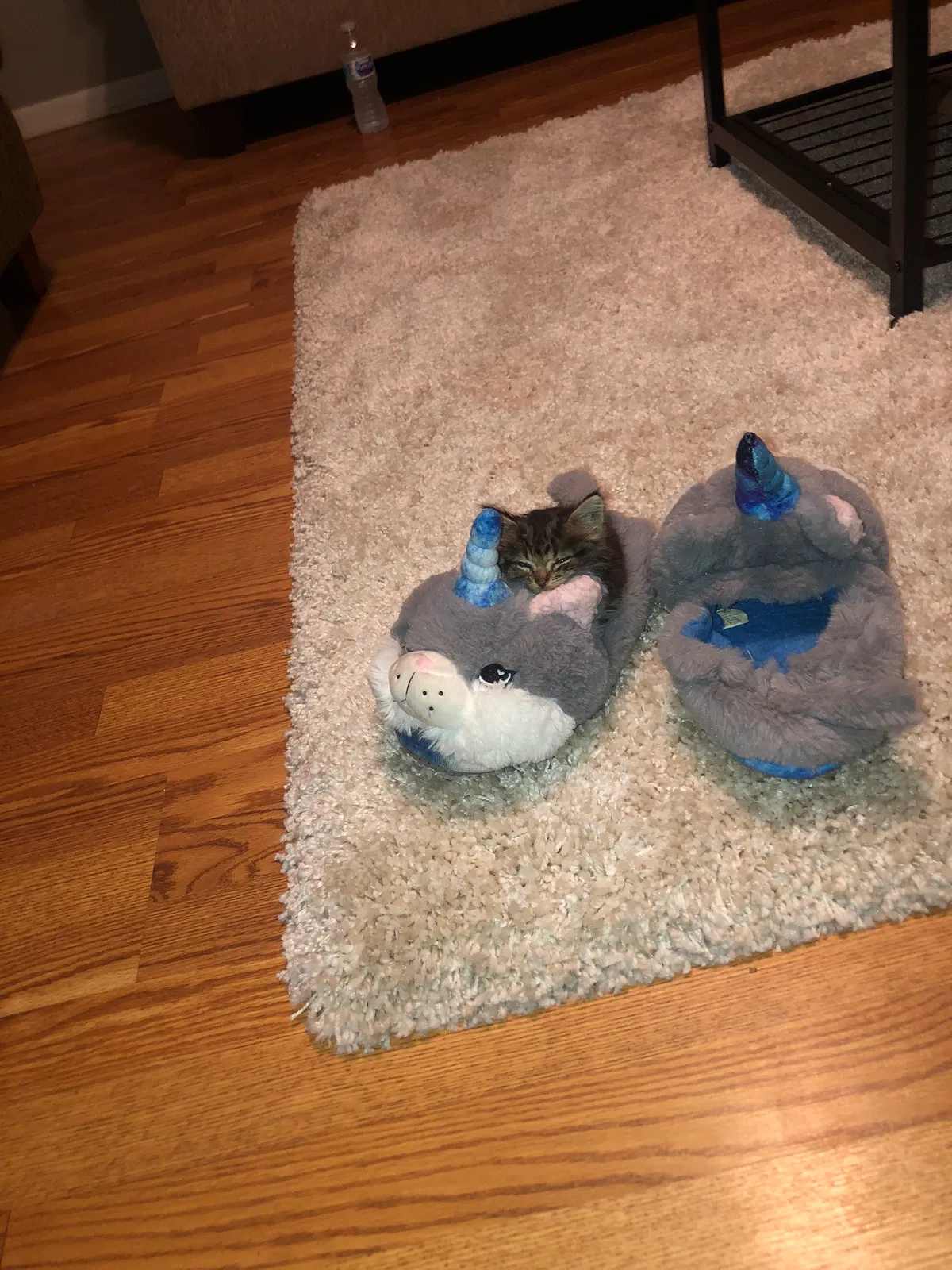 Lost cat in Jackson, MS, 39211