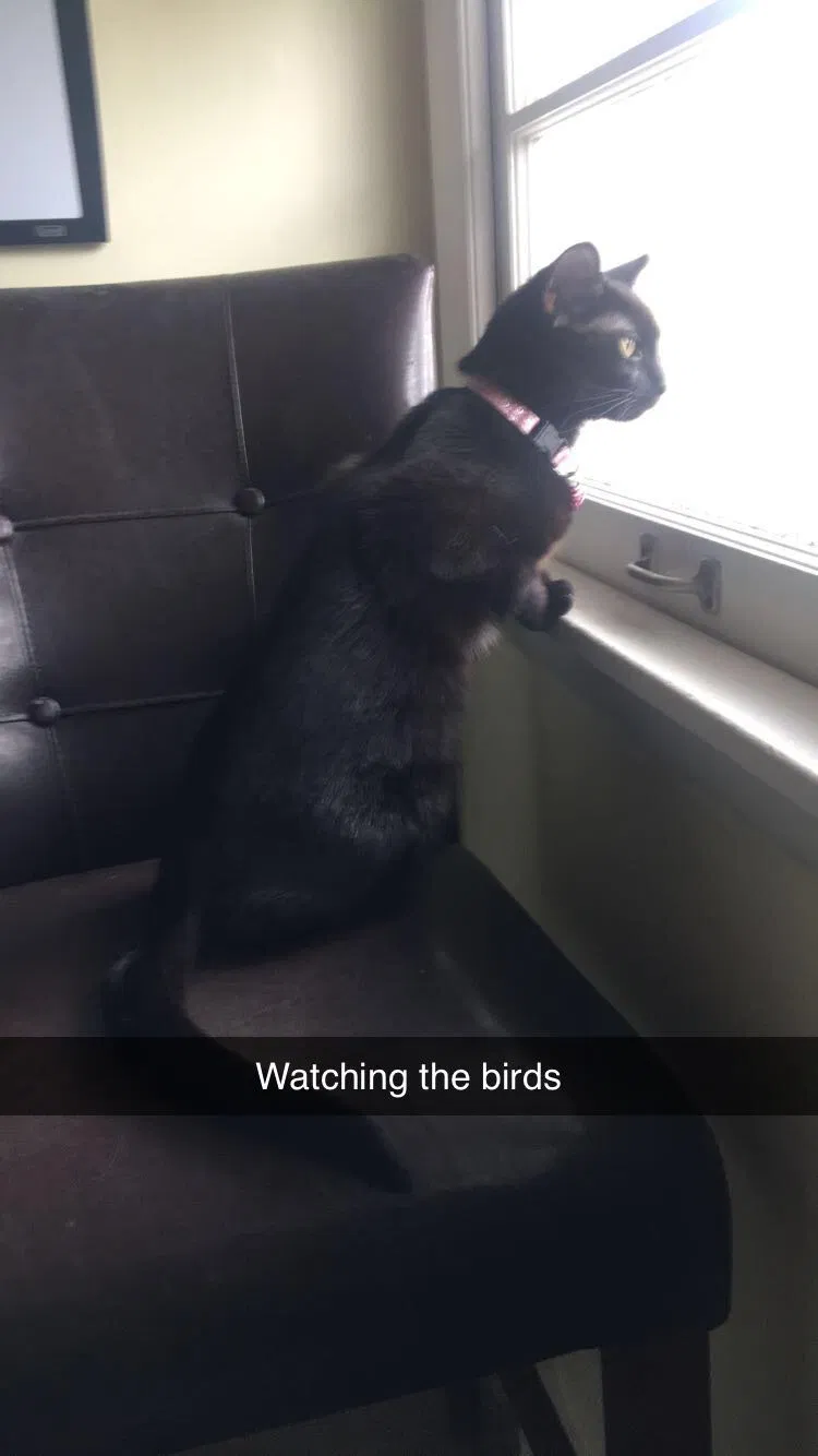 Lost cat in Greeley, CO, 80634