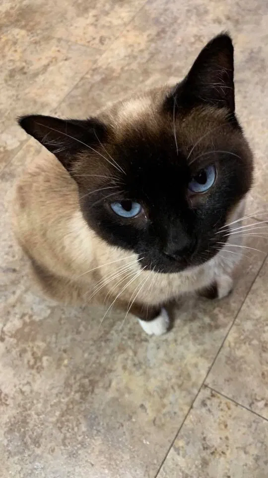 Lost cat in Jennings, LA, 70546