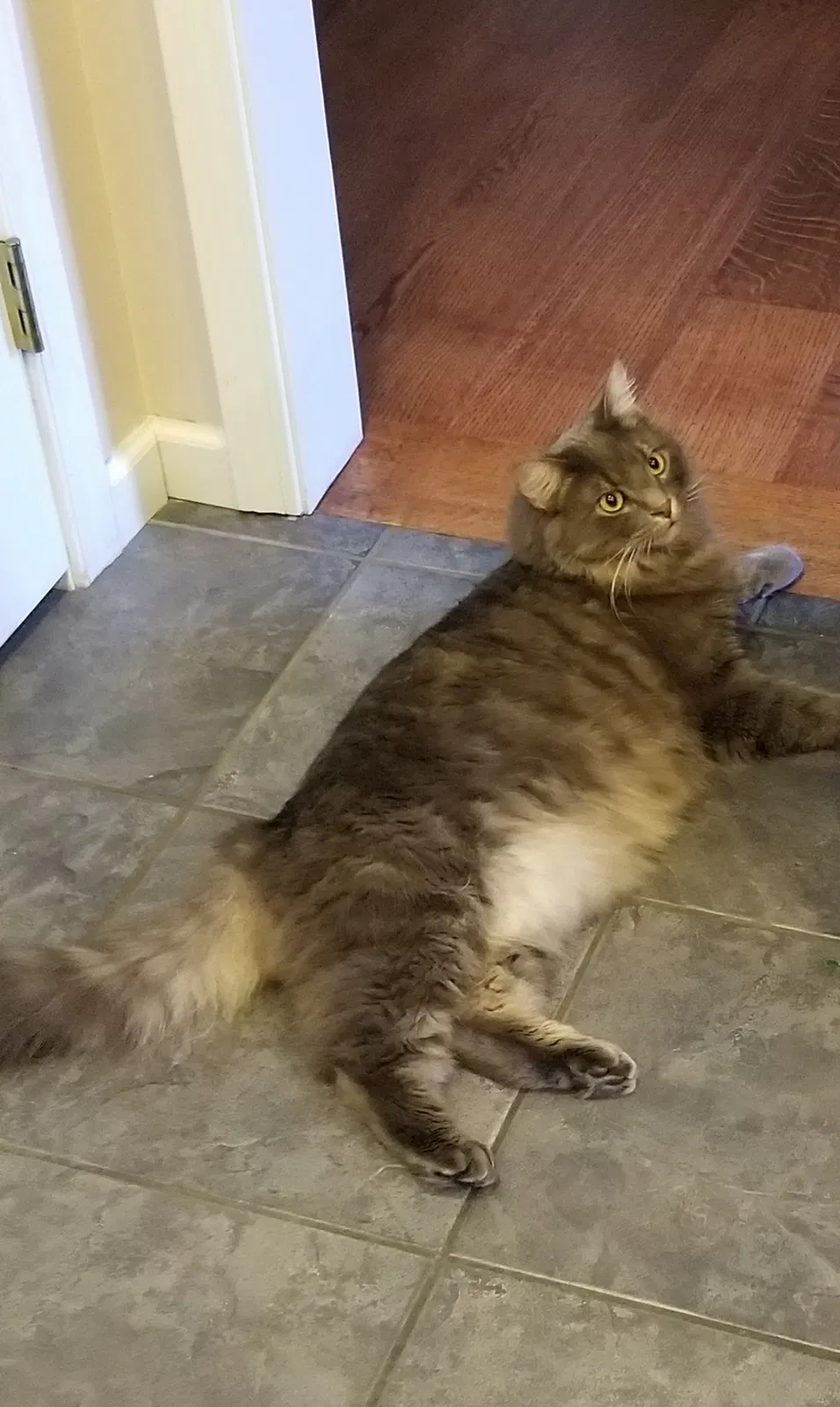 Lost cat in Pflugerville, TX, 78660