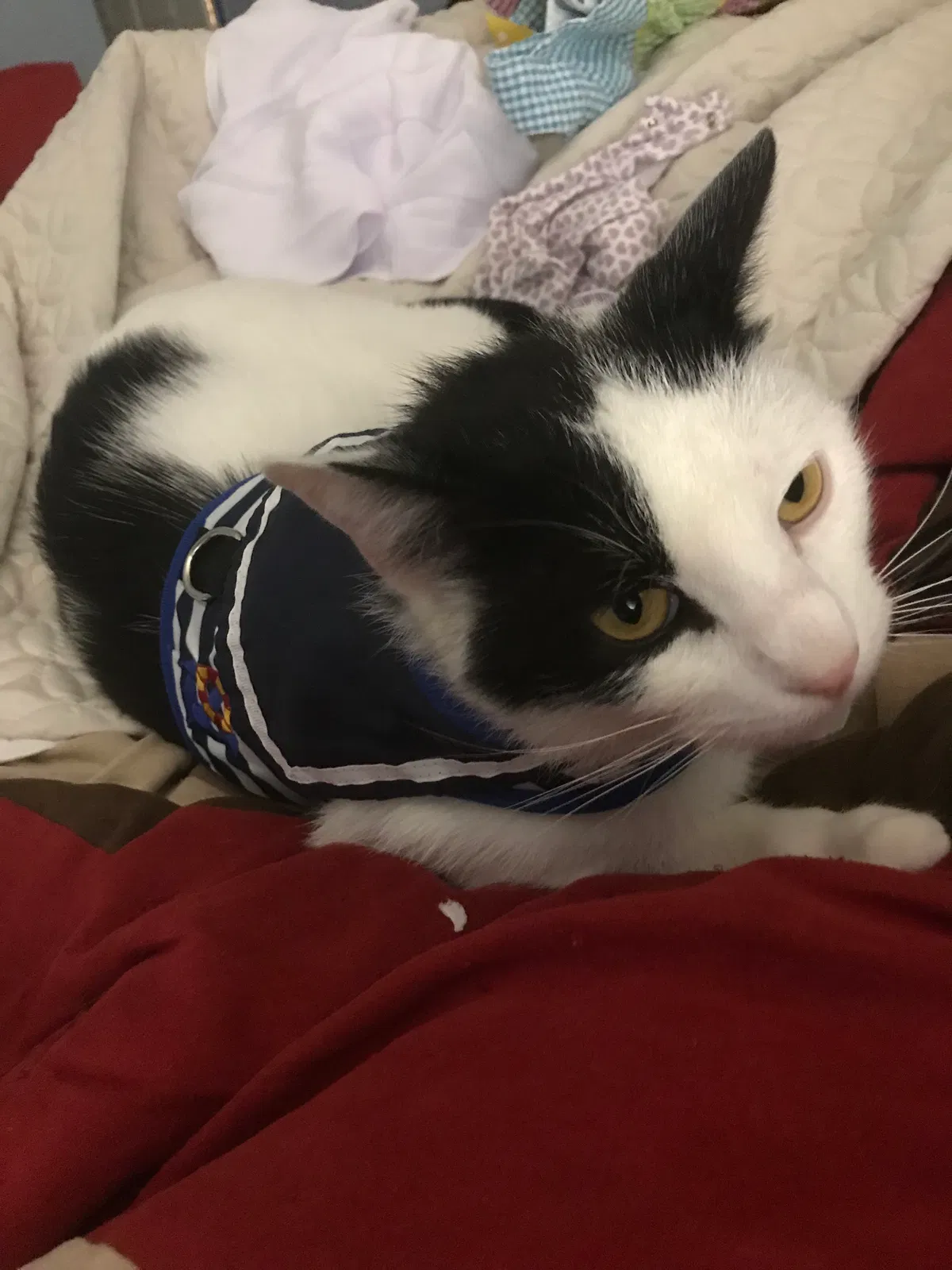 Lost cat in Tacoma, WA, 98418