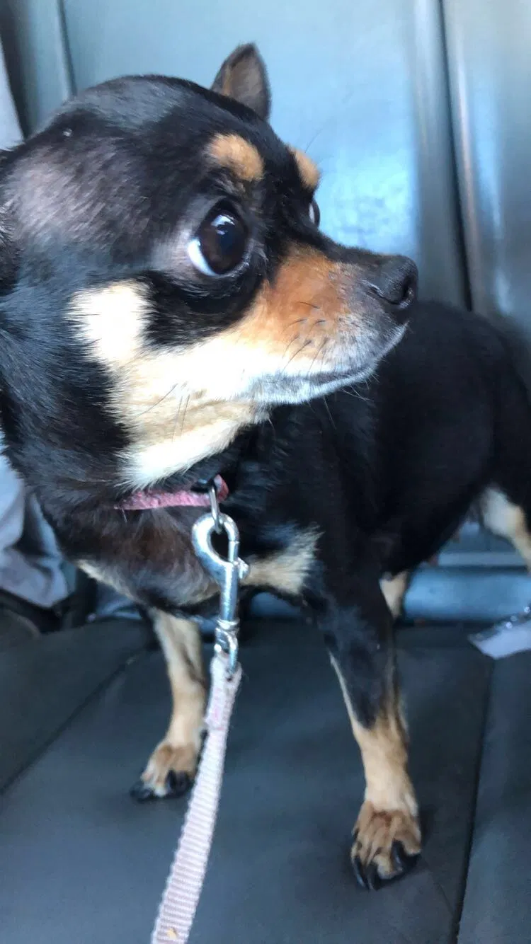 Lost dog in Puyallup, WA, 98375