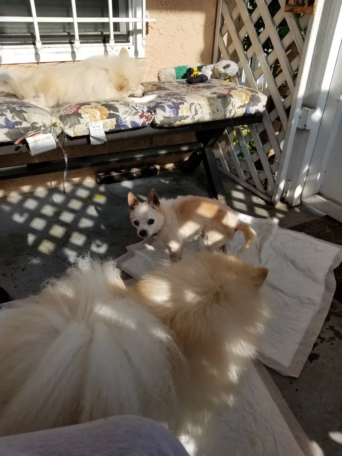 Lost dog in Long Beach, CA, 90805