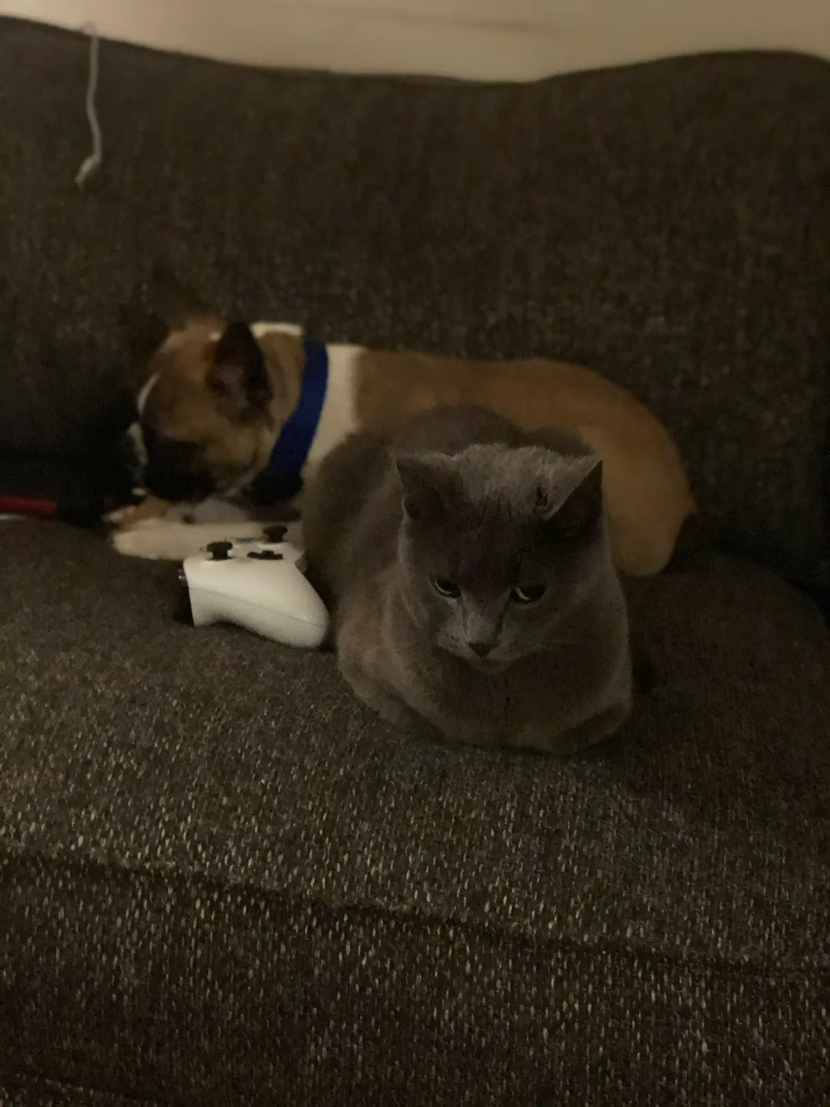 Lost cat in Knoxville, TN, 37923