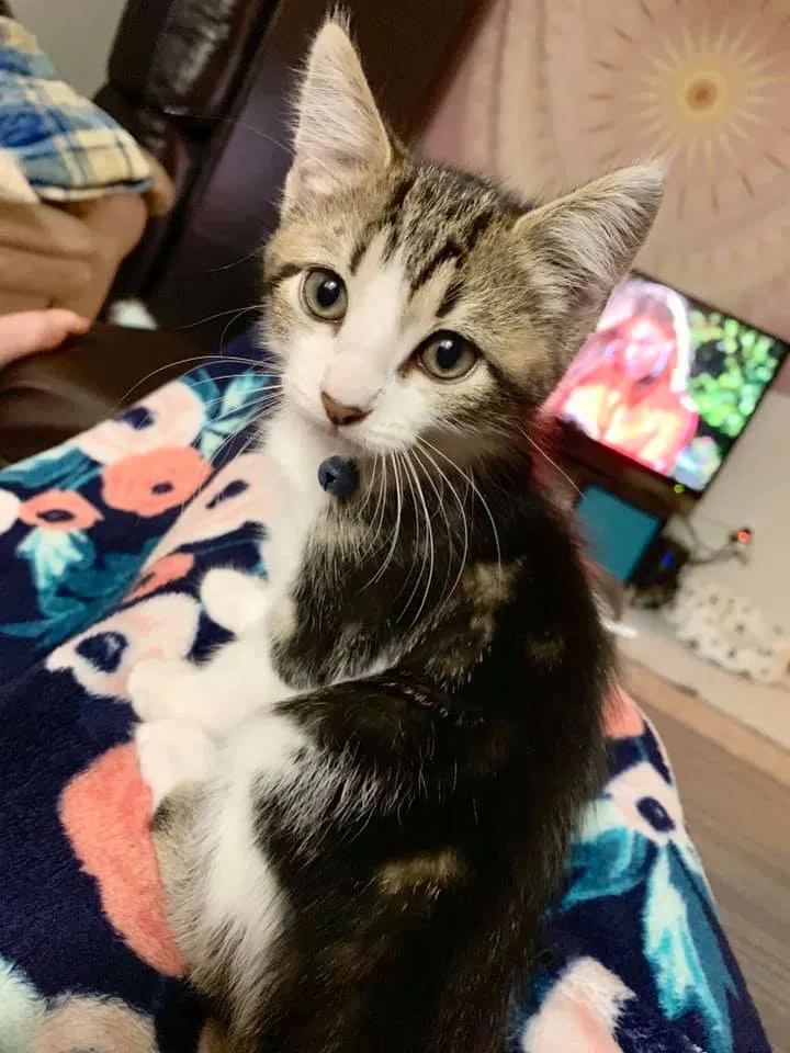 Lost cat in Iowa City, IA, 52240