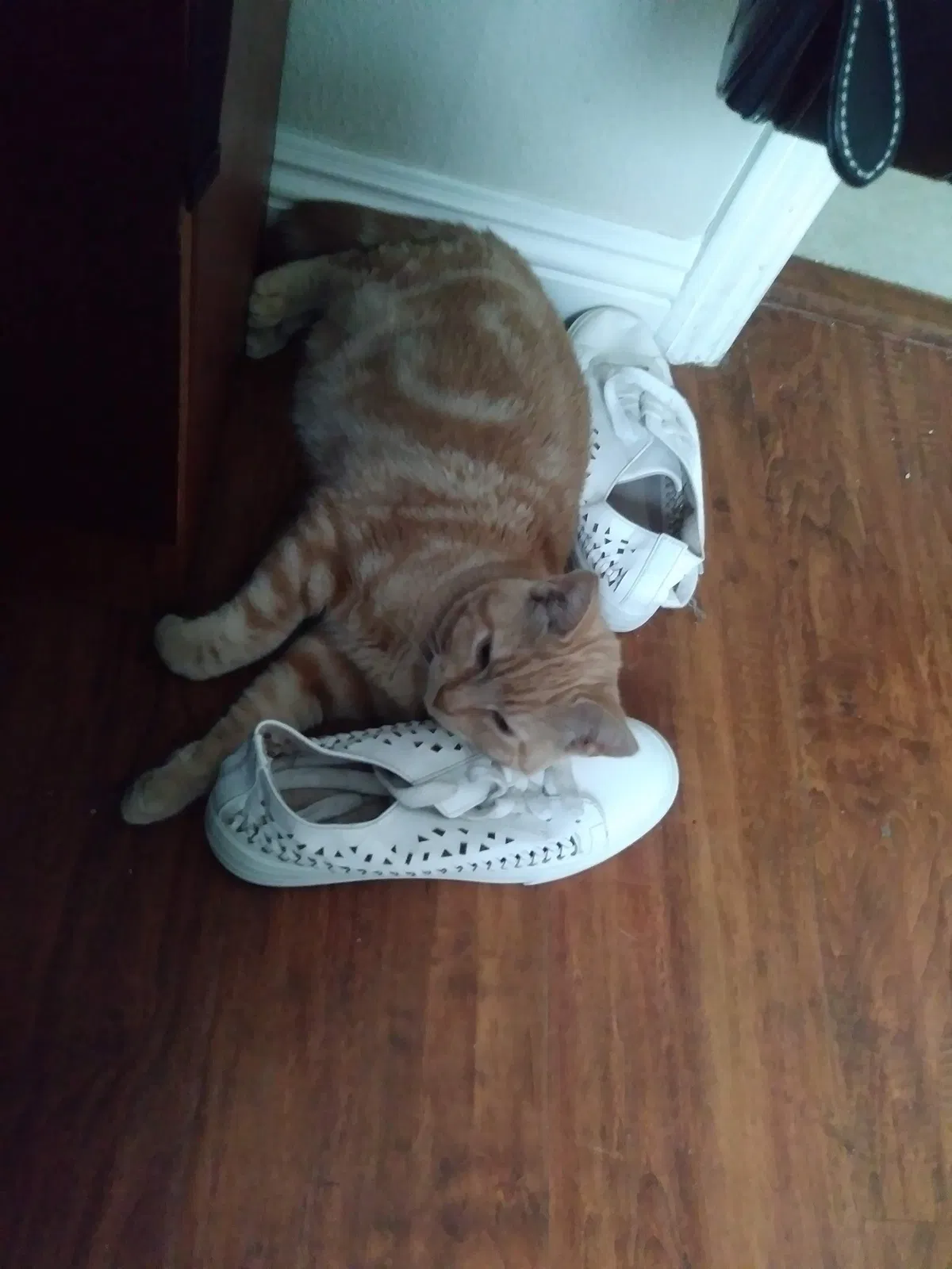Lost cat in Artesia, CA, 90701