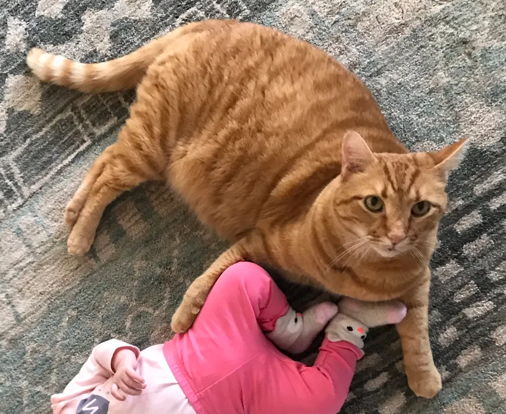 Lost cat in Fayetteville, NC, 28304