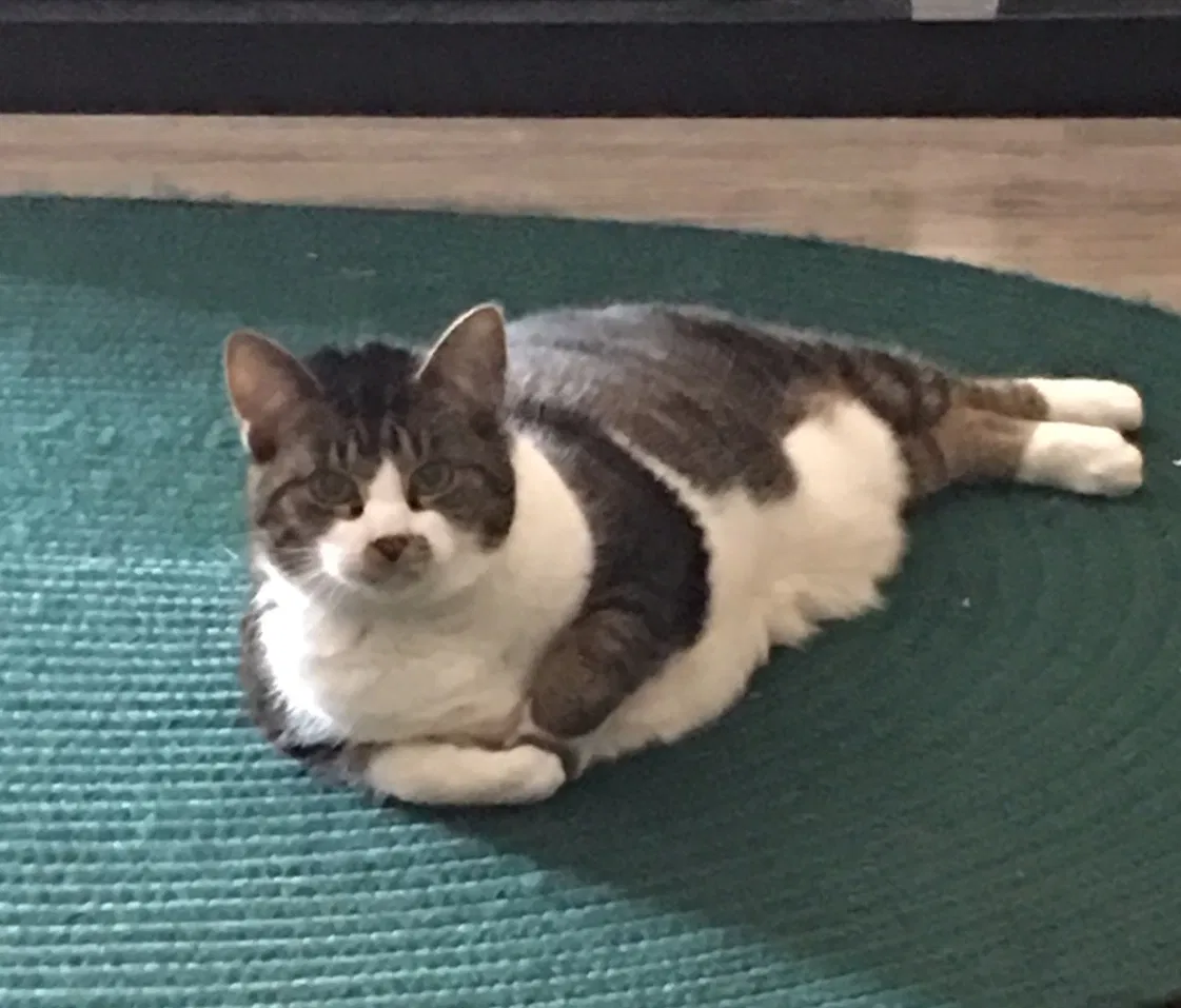 Lost cat in Anchorage, AK, 99504
