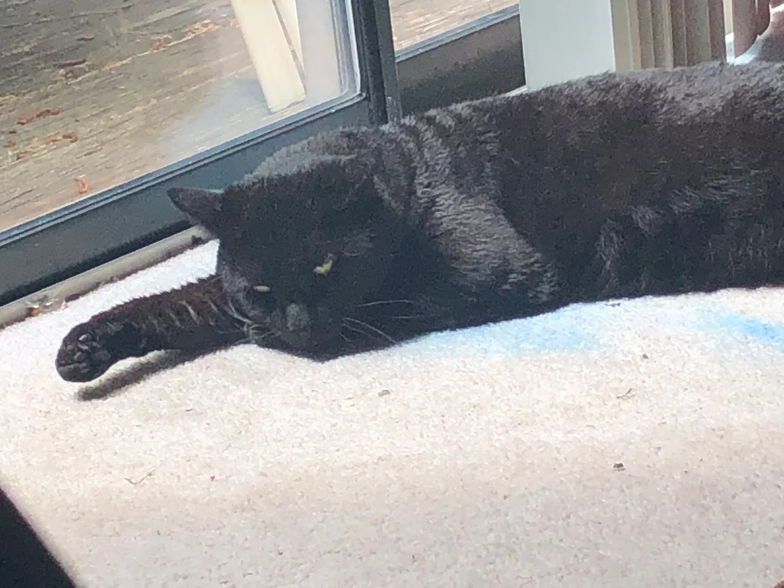 Lost cat in Midlothian, VA, 23114