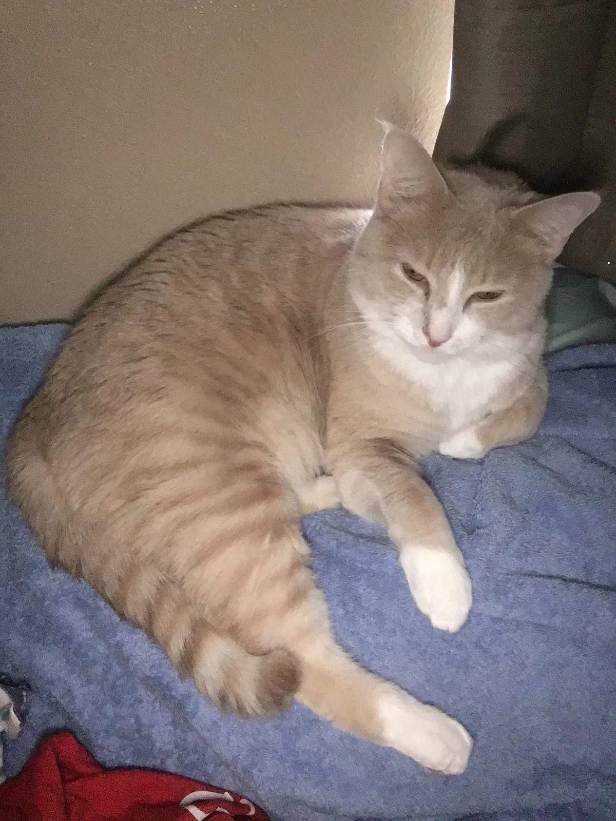 Lost cat in Panama City Beach, FL, 32413