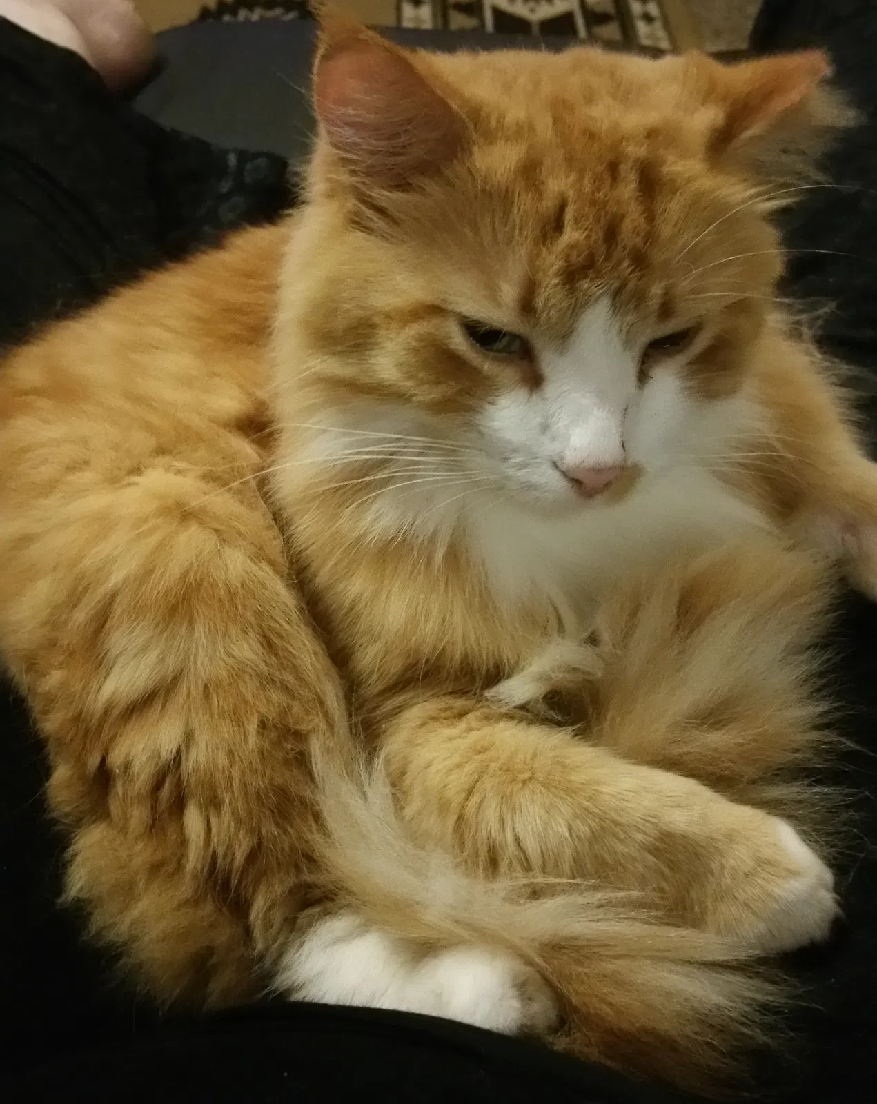 Lost cat in Crestview, FL, 32536