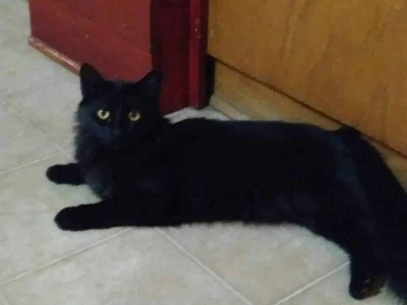 Lost cat in Hesperia, CA, 92345