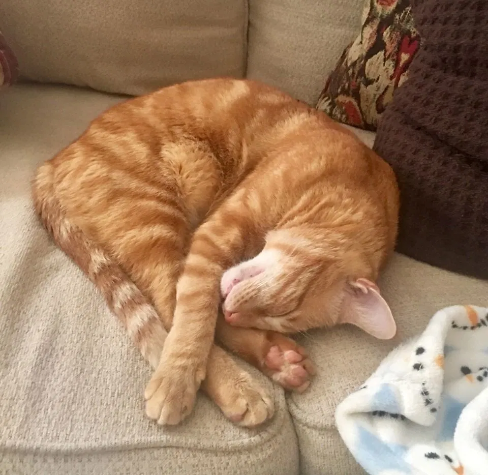 Lost cat in Brandon, MS, 39047