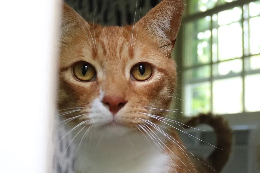 Lost cat in Plain City, OH, 43064