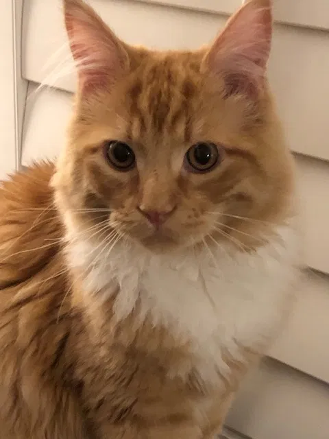 Lost cat in Seattle, WA, 98155