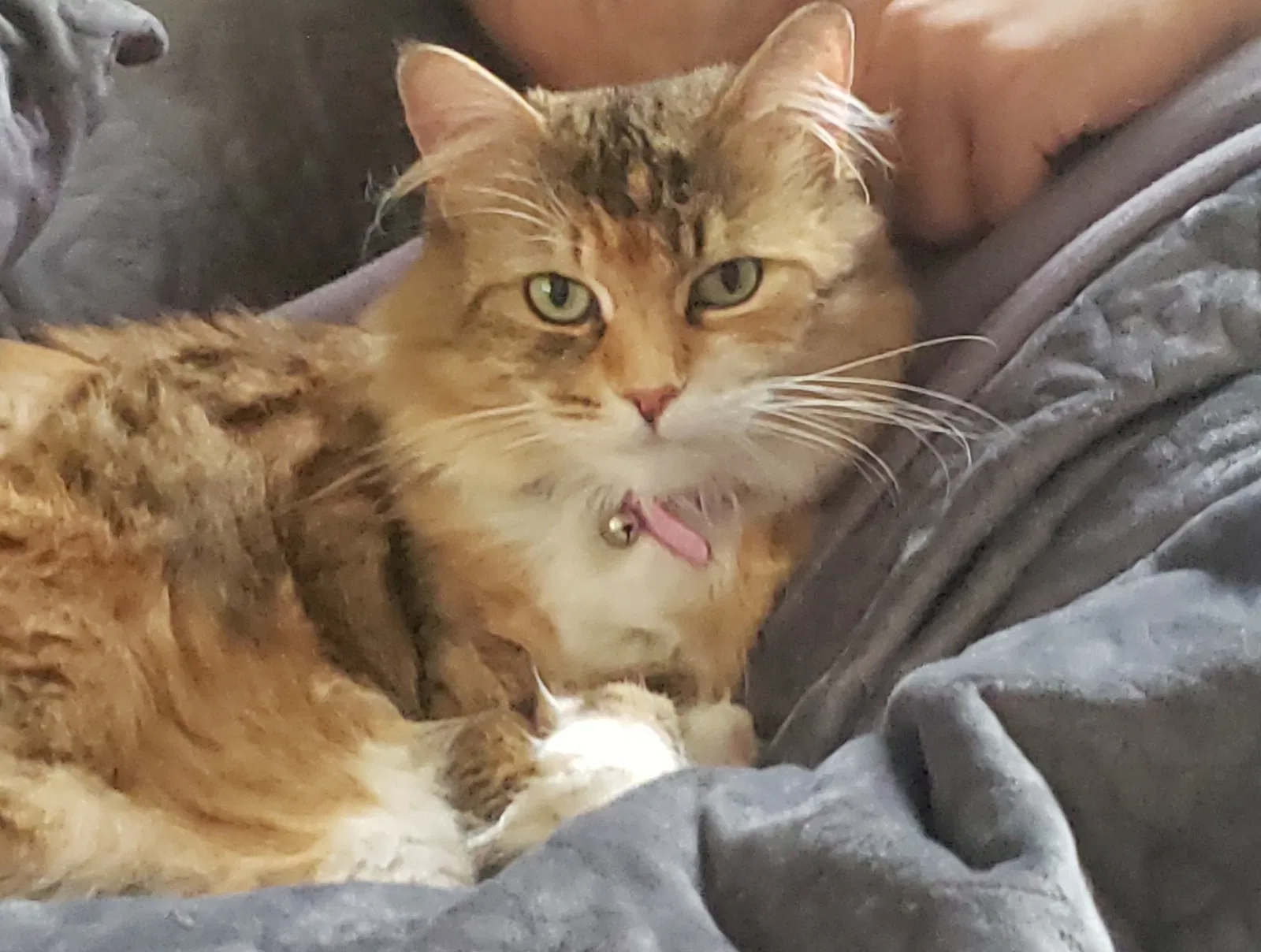 Lost cat in Tacoma, WA, 98433
