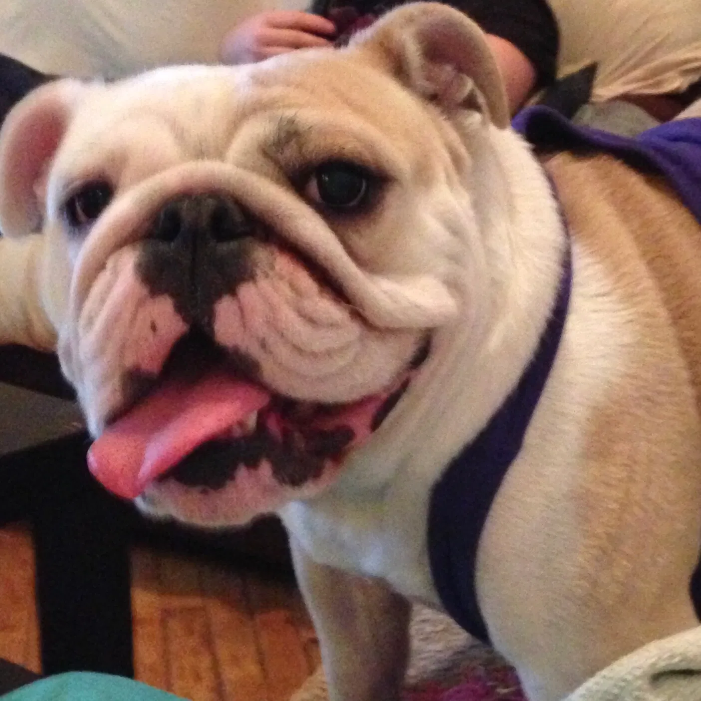 Lost dog in Birdsboro, PA, 19508