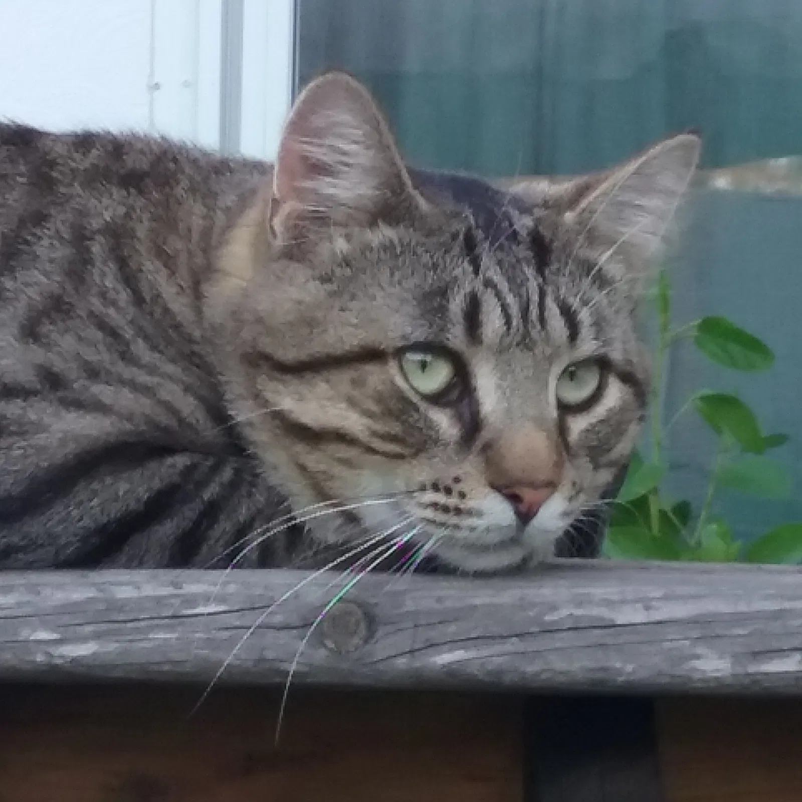 Lost cat in Spring Creek, NV, 89815