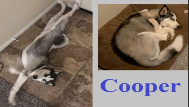 Lost dog in Queen Creek, AZ, 85142