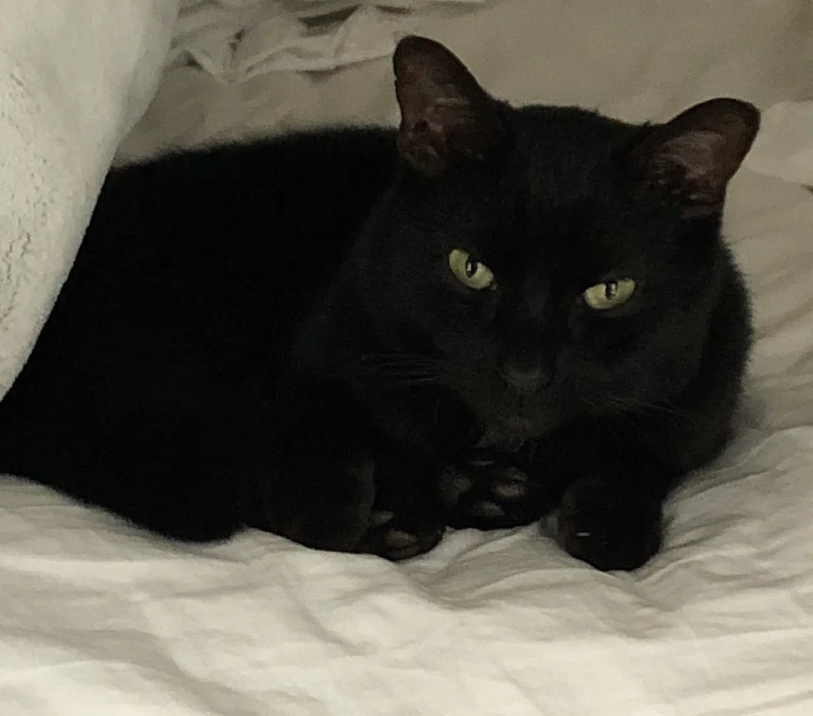 Lost cat in Henrico, VA, 23233