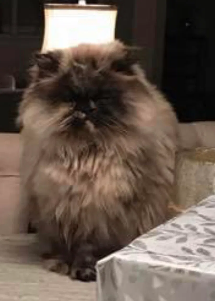 Lost cat in Midlothian, VA, 23113